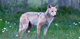 Genetisk viktig ulvepar er funnet